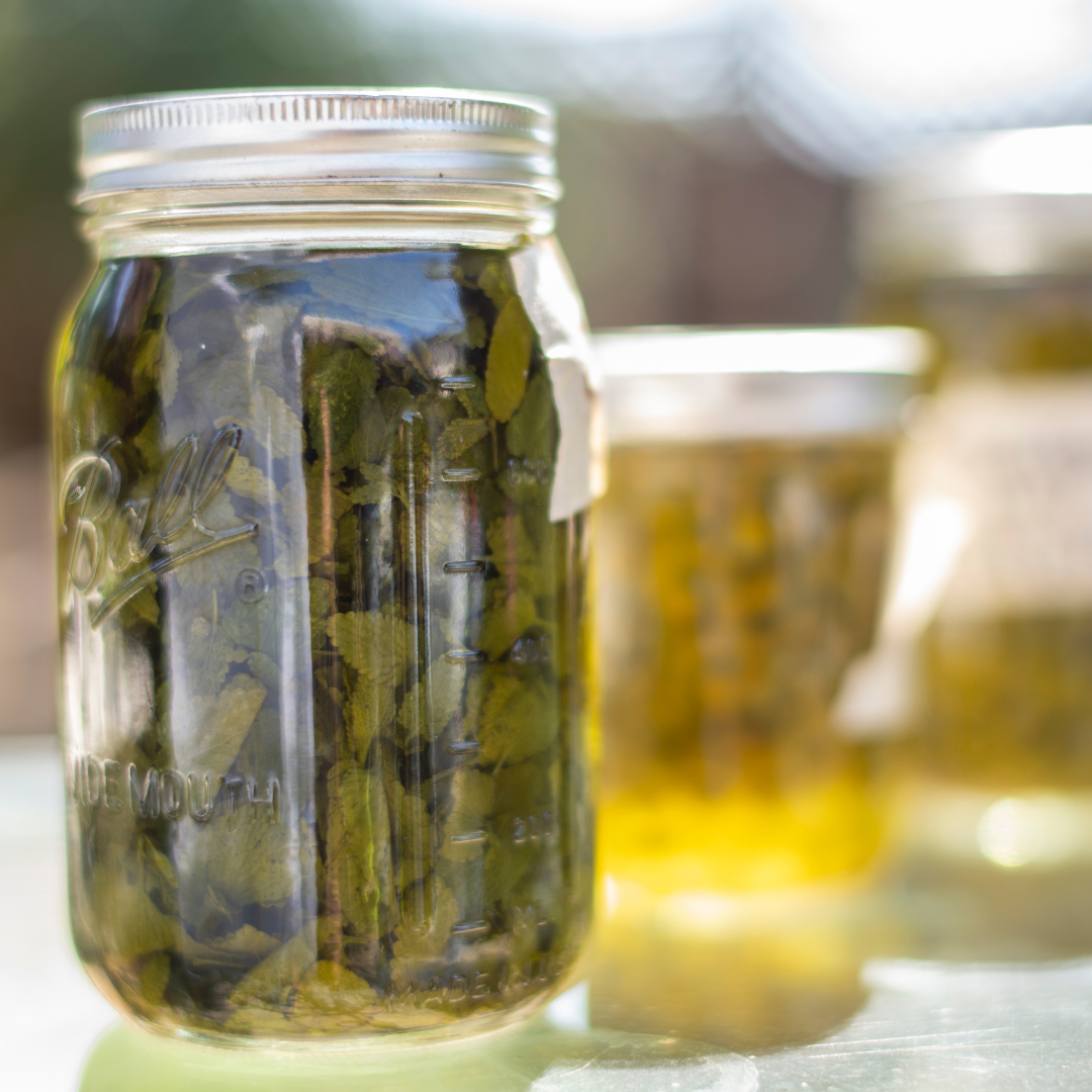 Herbal Oil Infusion, Mason Jar with Carrier Oil and Herbs