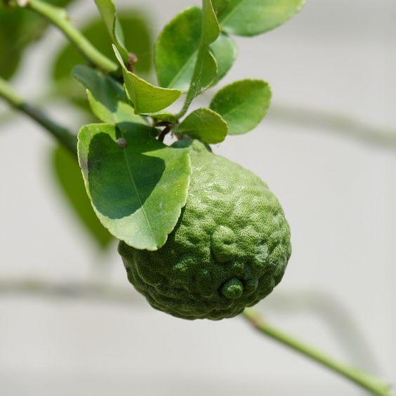 bergamot