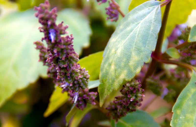 The Benefits of Patchouli