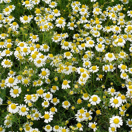 The Benefits of Chamomile